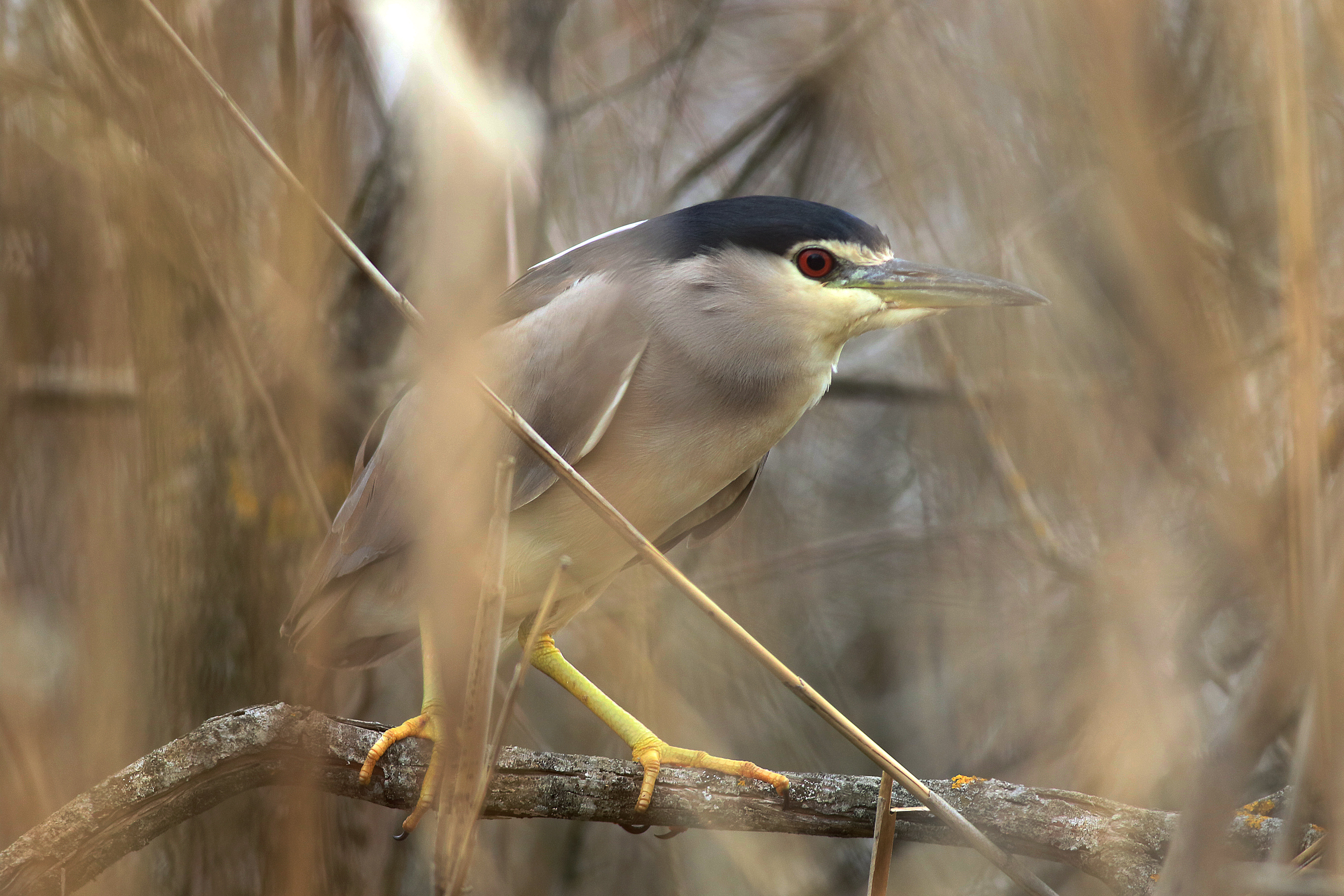 Black-crowned Night-Heron